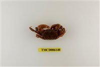 藏品(側足厚蟹)的圖片